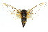  ( - 11ANIC-16412)  @11 [ ] CreativeCommons - Attribution (2011) ANIC/CBG Photography Group Centre for Biodiversity Genomics