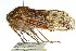  (Tettigarctinae - 11ANIC-16419)  @14 [ ] CreativeCommons - Attribution (2011) ANIC/CBG Photography Group Centre for Biodiversity Genomics