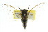  (Pauropsalta sp. 410 nr. corticinus - 11ANIC-16437)  @11 [ ] CreativeCommons - Attribution (2011) ANIC/CBG Photography Group Centre for Biodiversity Genomics