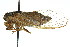  (Pauropsalta sp. 408 nr. corticinus - 11ANIC-16439)  @11 [ ] CreativeCommons - Attribution (2011) ANIC/CBG Photography Group Centre for Biodiversity Genomics