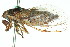  (Pauropsalta aff. dubia - 11ANIC-16445)  @11 [ ] CreativeCommons - Attribution (2011) ANIC/CBG Photography Group Centre for Biodiversity Genomics