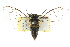 (Pauropsalta sp. 418 nr. encaustica - 11ANIC-16459)  @14 [ ] CreativeCommons - Attribution (2011) ANIC/CBG Photography Group Centre for Biodiversity Genomics