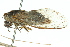  (Pauropsalta sp. 414 affuscata/encaustica - 11ANIC-16460)  @11 [ ] CreativeCommons - Attribution (2011) ANIC/CBG Photography Group Centre for Biodiversity Genomics