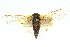  ( - 11ANIC-16461)  @11 [ ] CreativeCommons - Attribution (2011) ANIC/CBG Photography Group Centre for Biodiversity Genomics