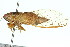  (Pauropsalta sp. aff. eyrei - 11ANIC-16475)  @11 [ ] CreativeCommons - Attribution (2011) ANIC/CBG Photography Group Centre for Biodiversity Genomics