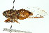  ( - 11ANIC-16480)  @11 [ ] CreativeCommons - Attribution (2011) ANIC/CBG Photography Group Centre for Biodiversity Genomics