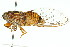  ( - 11ANIC-16483)  @14 [ ] CreativeCommons - Attribution (2011) ANIC/CBG Photography Group Centre for Biodiversity Genomics