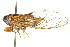  ( - 11ANIC-16484)  @14 [ ] CreativeCommons - Attribution (2011) ANIC/CBG Photography Group Centre for Biodiversity Genomics