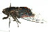  (Pauropsalta mneme - 11ANIC-16486)  @14 [ ] CreativeCommons - Attribution (2011) ANIC/CBG Photography Group Centre for Biodiversity Genomics