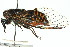  ( - 11ANIC-16489)  @11 [ ] CreativeCommons - Attribution (2011) ANIC/CBG Photography Group Centre for Biodiversity Genomics