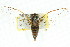  ( - 11ANIC-16493)  @11 [ ] CreativeCommons - Attribution (2011) ANIC/CBG Photography Group Centre for Biodiversity Genomics