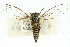  ( - 11ANIC-16499)  @11 [ ] CreativeCommons - Attribution (2011) ANIC/CBG Photography Group Centre for Biodiversity Genomics