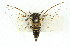  ( - 11ANIC-16500)  @11 [ ] CreativeCommons - Attribution (2011) ANIC/CBG Photography Group Centre for Biodiversity Genomics