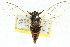  (Pauropsalta sp. aff. siccanus - 11ANIC-16501)  @11 [ ] CreativeCommons - Attribution (2011) ANIC/CBG Photography Group Centre for Biodiversity Genomics