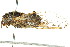  (Pauropsalta sp. nov. 425 - 11ANIC-16504)  @11 [ ] CreativeCommons - Attribution (2011) ANIC/CBG Photography Group Centre for Biodiversity Genomics