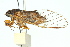  (Pauropsalta stigmatica - 11ANIC-16506)  @11 [ ] CreativeCommons - Attribution (2011) ANIC/CBG Photography Group Centre for Biodiversity Genomics