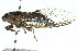  (Pauropsalta sp - 11ANIC-16509)  @14 [ ] CreativeCommons - Attribution (2011) ANIC/CBG Photography Group Centre for Biodiversity Genomics