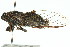  ( - 11ANIC-16510)  @14 [ ] CreativeCommons - Attribution (2011) ANIC/CBG Photography Group Centre for Biodiversity Genomics