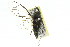  ( - 11ANIC-16513)  @13 [ ] CreativeCommons - Attribution (2011) ANIC/CBG Photography Group Centre for Biodiversity Genomics