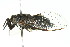  (Pauropsalta sp. 694 - 11ANIC-16514)  @14 [ ] CreativeCommons - Attribution (2011) ANIC/CBG Photography Group Centre for Biodiversity Genomics