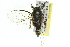  ( - 11ANIC-16514)  @13 [ ] CreativeCommons - Attribution (2011) ANIC/CBG Photography Group Centre for Biodiversity Genomics