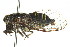  (Pauropsalta sp. nov. 5 - 11ANIC-16515)  @11 [ ] CreativeCommons - Attribution (2011) ANIC/CBG Photography Group Centre for Biodiversity Genomics