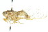  (Pauropsalta sp. 658 - 11ANIC-16517)  @11 [ ] CreativeCommons - Attribution (2011) ANIC/CBG Photography Group Centre for Biodiversity Genomics