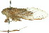  ( - 11ANIC-16533)  @11 [ ] CreativeCommons - Attribution (2011) ANIC/CBG Photography Group Centre for Biodiversity Genomics