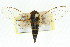  (Samaecicada subolivacea - 11ANIC-16541)  @11 [ ] CreativeCommons - Attribution (2011) ANIC/CBG Photography Group Centre for Biodiversity Genomics