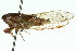  ( - 11ANIC-16551)  @11 [ ] CreativeCommons - Attribution (2011) ANIC/CBG Photography Group Centre for Biodiversity Genomics