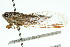  ( - 11ANIC-16552)  @13 [ ] CreativeCommons - Attribution (2011) ANIC/CBG Photography Group Centre for Biodiversity Genomics