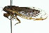  (Drymopsalta dameli - 11ANIC-16553)  @14 [ ] CreativeCommons - Attribution (2011) ANIC/CBG Photography Group Centre for Biodiversity Genomics