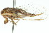  (Drymopsalta wallumi - 11ANIC-16554)  @11 [ ] CreativeCommons - Attribution (2011) ANIC/CBG Photography Group Centre for Biodiversity Genomics