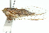  (Drymopsalta acrotela - 11ANIC-16556)  @14 [ ] CreativeCommons - Attribution (2011) ANIC/CBG Photography Group Centre for Biodiversity Genomics