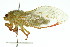  ( - 11ANIC-16561)  @12 [ ] CreativeCommons - Attribution (2011) ANIC/CBG Photography Group Centre for Biodiversity Genomics