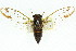  (Kobonga fuscomarginata - 11ANIC-16570)  @14 [ ] CreativeCommons - Attribution (2011) ANIC/CBG Photography Group Centre for Biodiversity Genomics