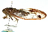  (Kobonga umbrimargo - 11ANIC-16573)  @14 [ ] CreativeCommons - Attribution (2011) ANIC/CBG Photography Group Centre for Biodiversity Genomics