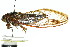  (Kobonga sp. aff. umbrimargo - 11ANIC-16575)  @11 [ ] CreativeCommons - Attribution (2011) ANIC/CBG Photography Group Centre for Biodiversity Genomics