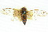  (Kobonga sp. 165 - 11ANIC-16576)  @11 [ ] CreativeCommons - Attribution (2011) ANIC/CBG Photography Group Centre for Biodiversity Genomics