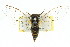  (Pauropsalta sp. 433 nr. annulata - 11ANIC-16596)  @14 [ ] CreativeCommons - Attribution (2011) ANIC/CBG Photography Group Centre for Biodiversity Genomics