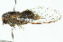  (Pauropsalta sp. 434 nr. annulata - 11ANIC-16599)  @14 [ ] CreativeCommons - Attribution (2011) ANIC/CBG Photography Group Centre for Biodiversity Genomics
