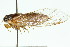  ( - 11ANIC-16612)  @11 [ ] CreativeCommons - Attribution (2011) ANIC/CBG Photography Group Centre for Biodiversity Genomics