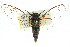  (Pauropsalta sp. 417 nr. collina - 11ANIC-16621)  @14 [ ] CreativeCommons - Attribution (2011) ANIC/CBG Photography Group Centre for Biodiversity Genomics
