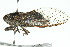  (Pauropsalta sp. 422 nr. corticinus - 11ANIC-16624)  @14 [ ] CreativeCommons - Attribution (2011) ANIC/CBG Photography Group Centre for Biodiversity Genomics