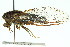  (Yoyetta hunterorum - 11ANIC-16737)  @11 [ ] CreativeCommons - Attribution (2011) ANIC/CBG Photography Group Centre for Biodiversity Genomics