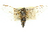  ( - 11ANIC-16758)  @11 [ ] CreativeCommons - Attribution (2011) ANIC/CBG Photography Group Centre for Biodiversity Genomics