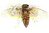  ( - 11ANIC-16760)  @11 [ ] CreativeCommons - Attribution (2011) ANIC/CBG Photography Group Centre for Biodiversity Genomics