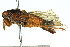  ( - 11ANIC-16767)  @11 [ ] CreativeCommons - Attribution (2011) ANIC/CBG Photography Group Centre for Biodiversity Genomics