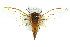  ( - 11ANIC-16771)  @11 [ ] CreativeCommons - Attribution (2011) ANIC/CBG Photography Group Centre for Biodiversity Genomics