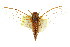  ( - 11ANIC-16776)  @11 [ ] CreativeCommons - Attribution (2011) ANIC/CBG Photography Group Centre for Biodiversity Genomics